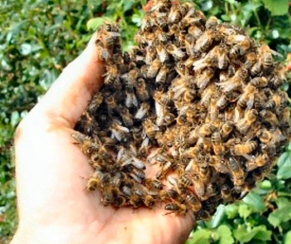 Friendly honeybees