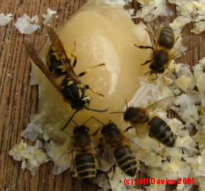 Wasp and Honeybees